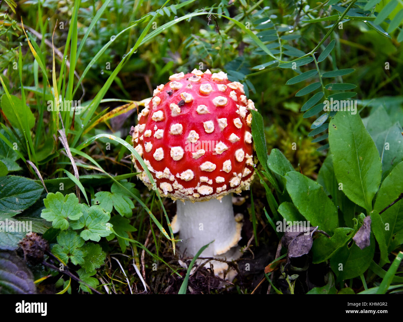 Red toxic mushroom in the grass, poisonous Stock Photo