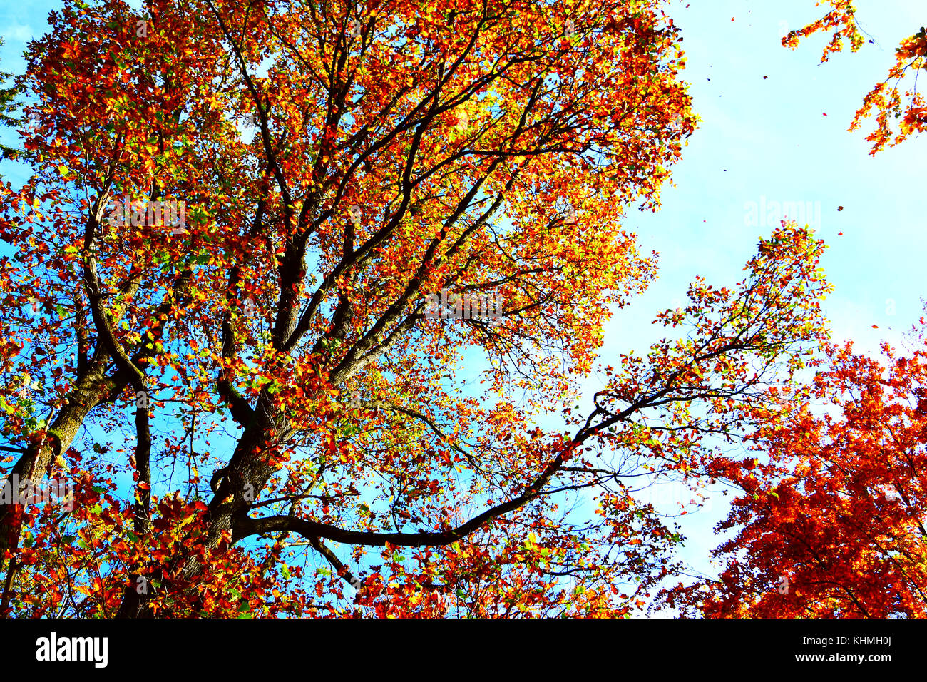 Autumn trees from below with falling leaves Stock Photo