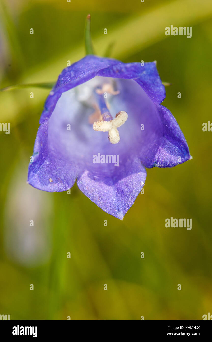 close-up view of a flowering plant, Harebells (Campanula rotundifolia), Andorra Stock Photo