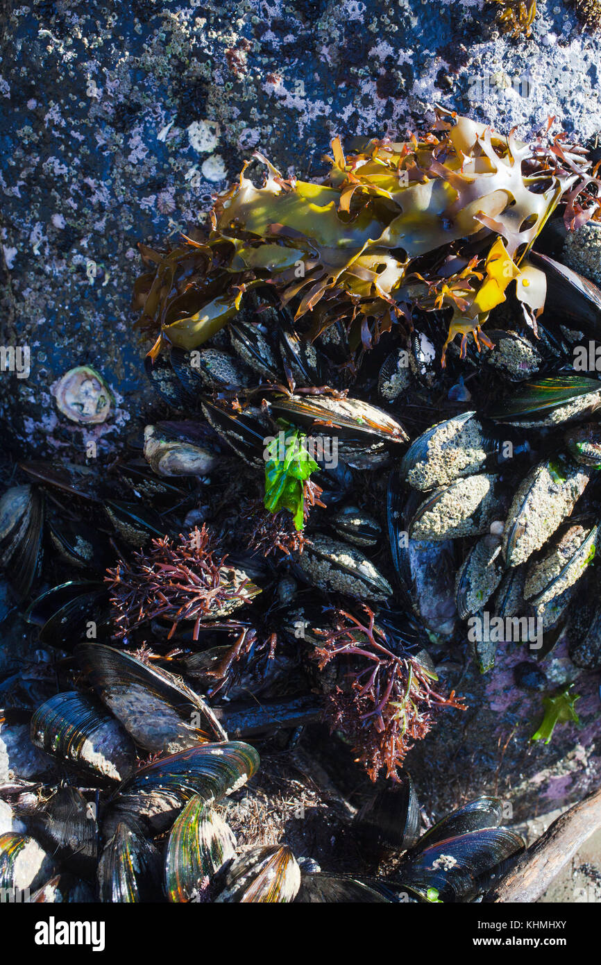 Sights along the beach in a secluded Bay, South Island, New Zealand: clusters of huge Green-shelled mussels (Perna canaliculus) growing on the rocks. Stock Photo
