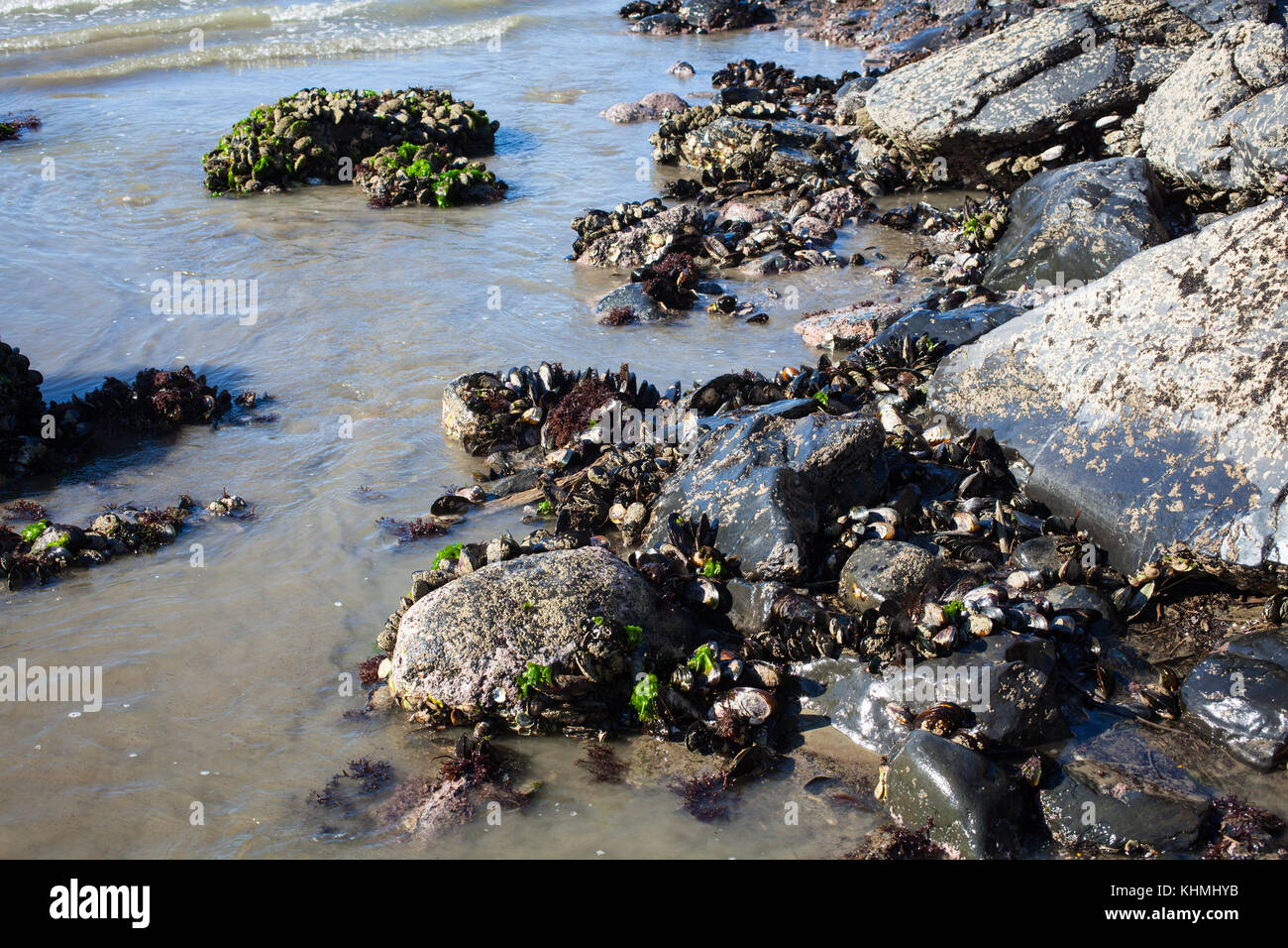 Green lipped mussel health food hires stock photography and images Alamy