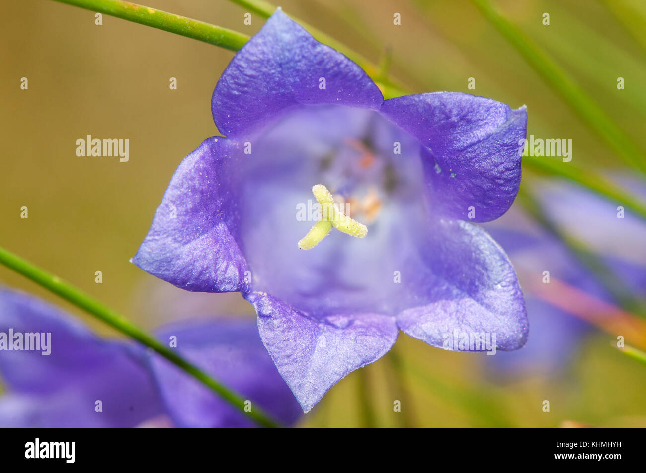 close-up view of a flowering plant, Harebells (Campanula rotundifolia), Andorra Stock Photo