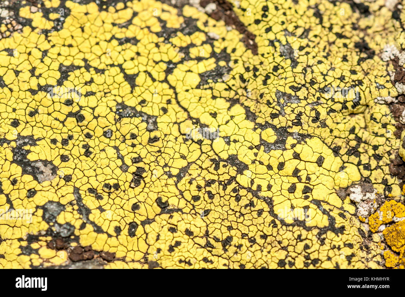yellow lichens in a rock in The Pyrenees, Adnorra Stock Photo