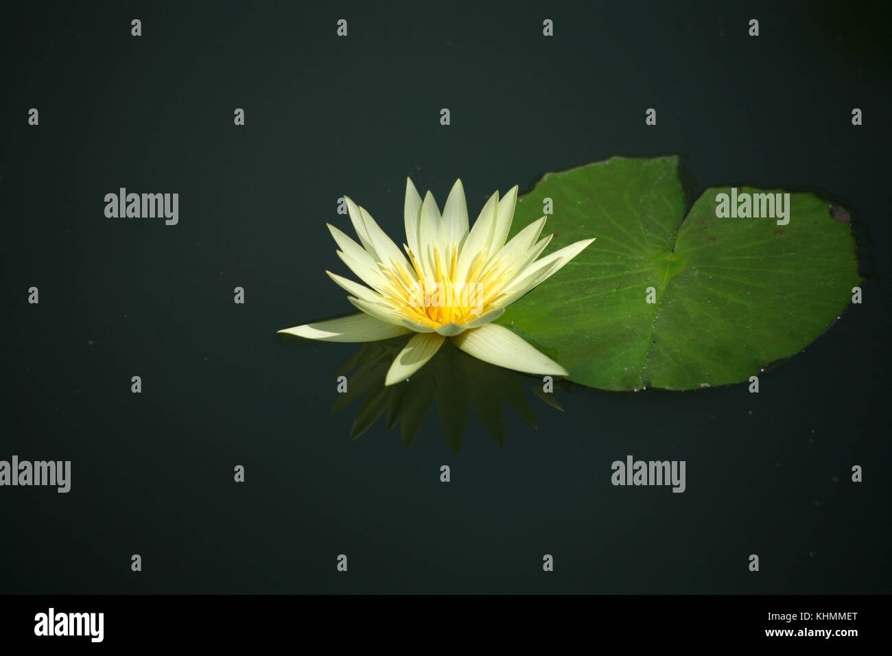 Yellow lotus / yellow water lily Stock Photo - Alamy