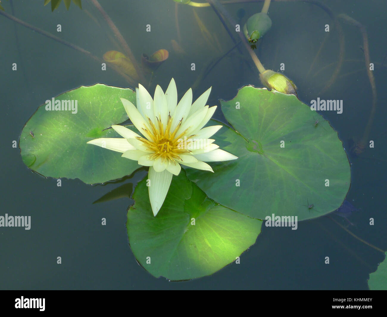 Yellow lotus / yellow water lily Stock Photo - Alamy