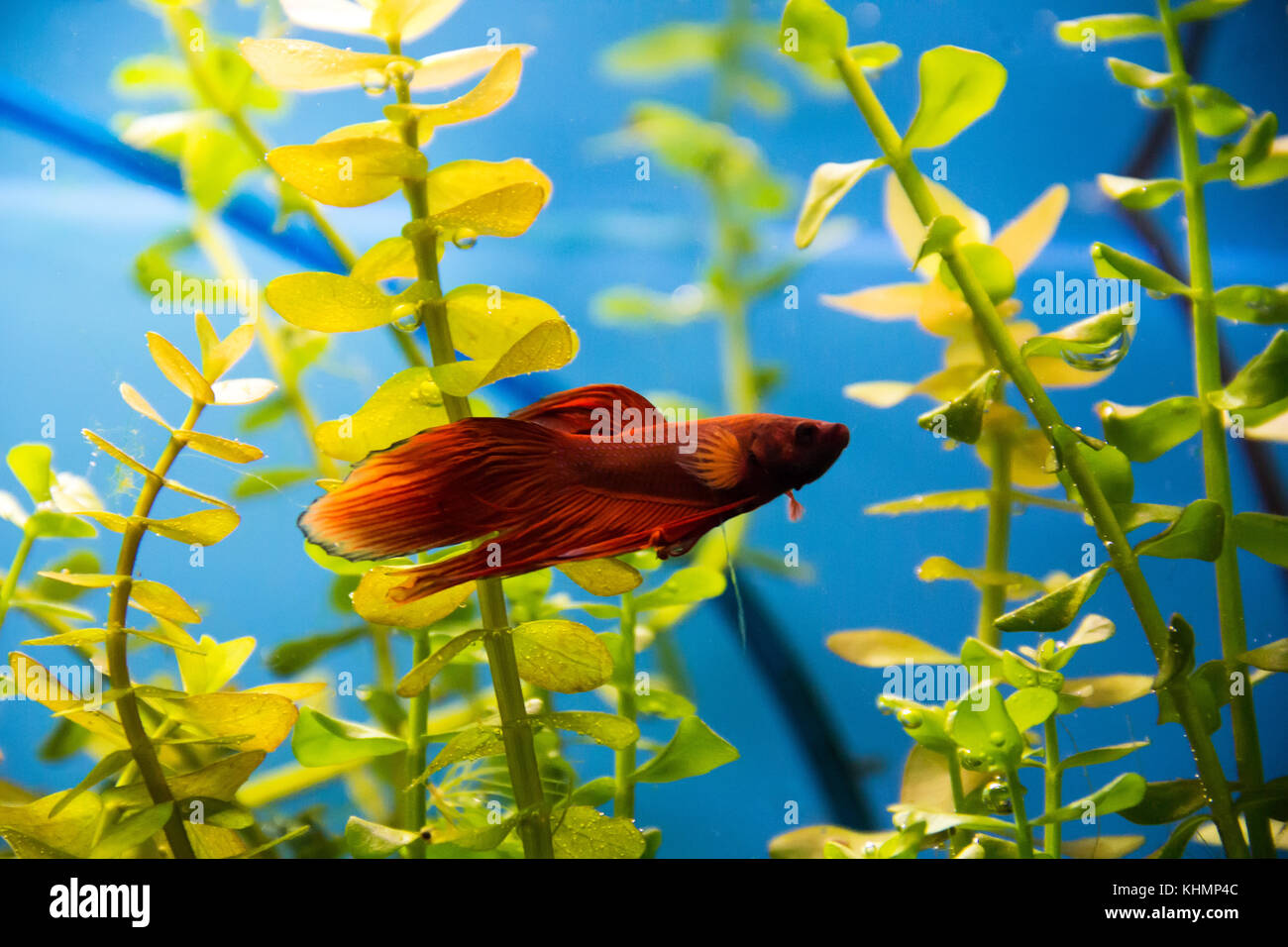 Photo of cockerel fish in blue water Stock Photo