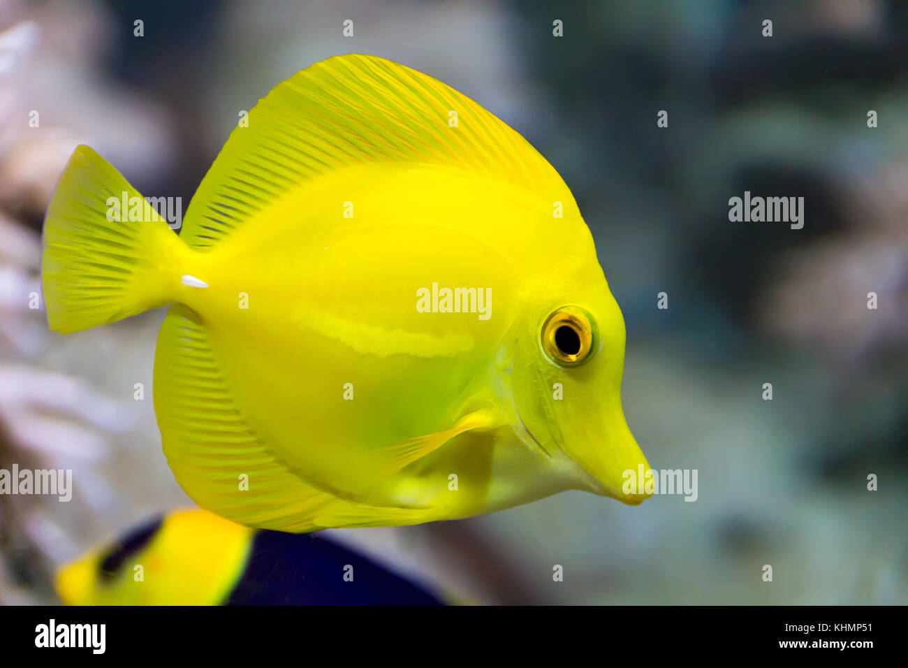 Image of zebrasoma yellow tang fish in aquarium Stock Photo