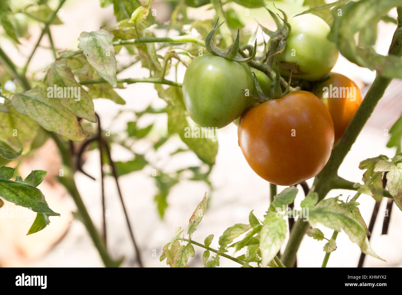 Asuncion, Paraguay. 18th Nov, 2017. On a sunny and windy day in Asuncion with temperatures high around 30°C, red and green organic tomatoes on the vine are still growing and ripening throughout the spring sunshine in a backyard garden. Credit: Andre M. Chang/ARDUOPRESS/Alamy Live News Stock Photo