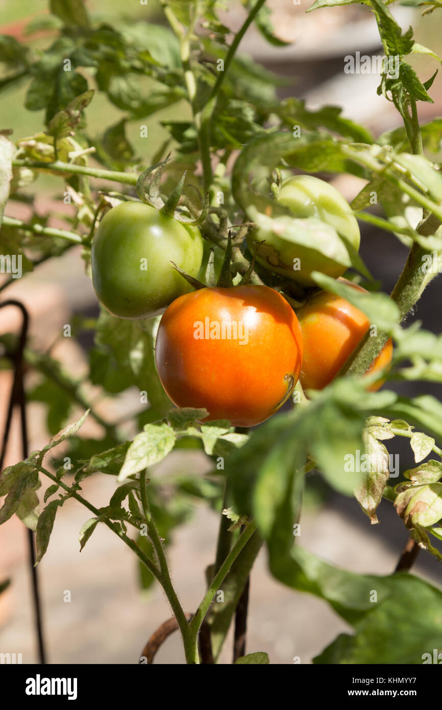 Asuncion, Paraguay. 18th Nov, 2017. On a sunny and windy day in Asuncion with temperatures high around 30°C, red and green organic tomatoes on the vine are still growing and ripening throughout the spring sunshine in a backyard garden. Credit: Andre M. Chang/ARDUOPRESS/Alamy Live News Stock Photo