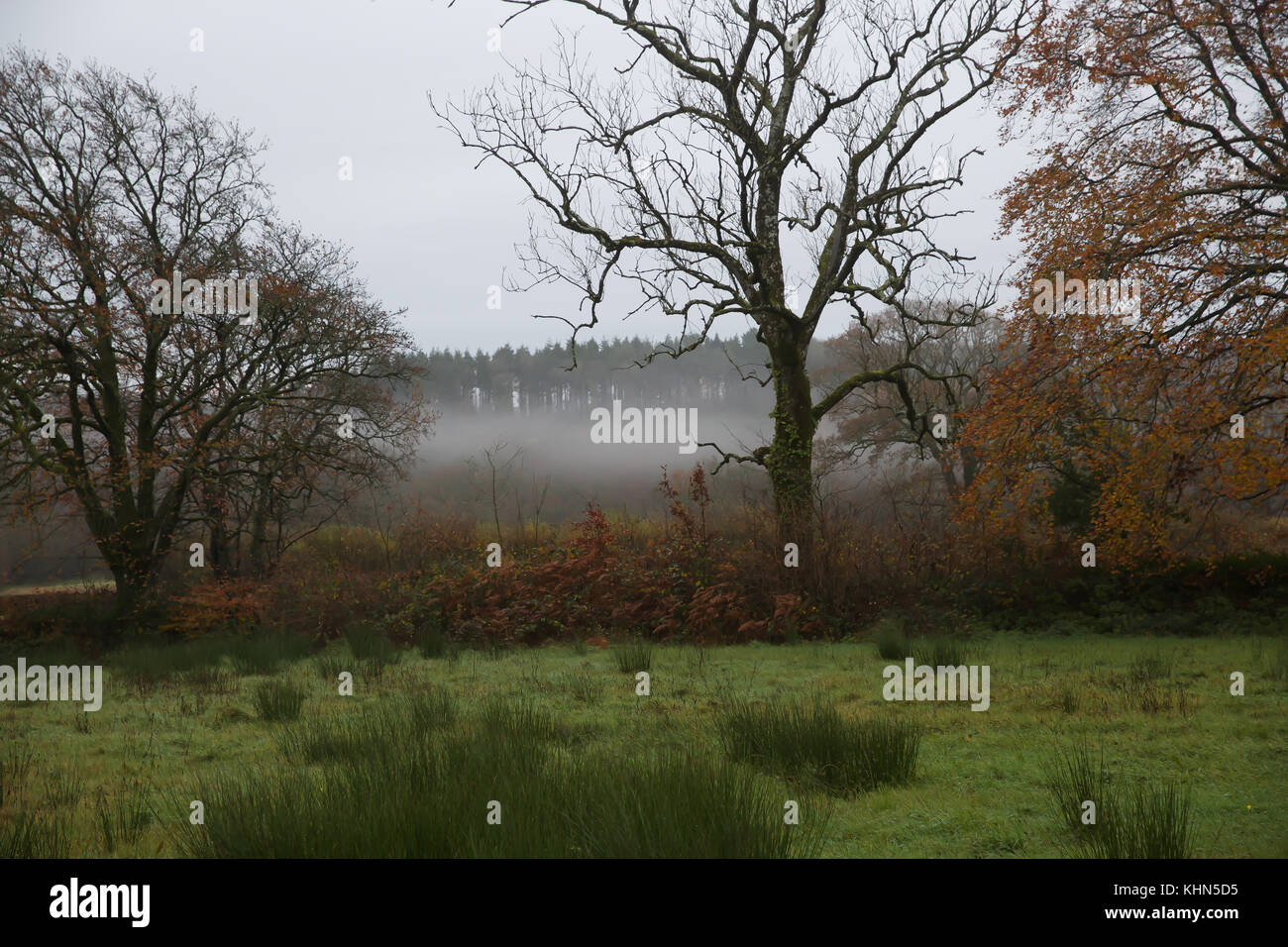 Black Torrington, UK. 19th Nov, 2017. Sunrise over Black Torrington in