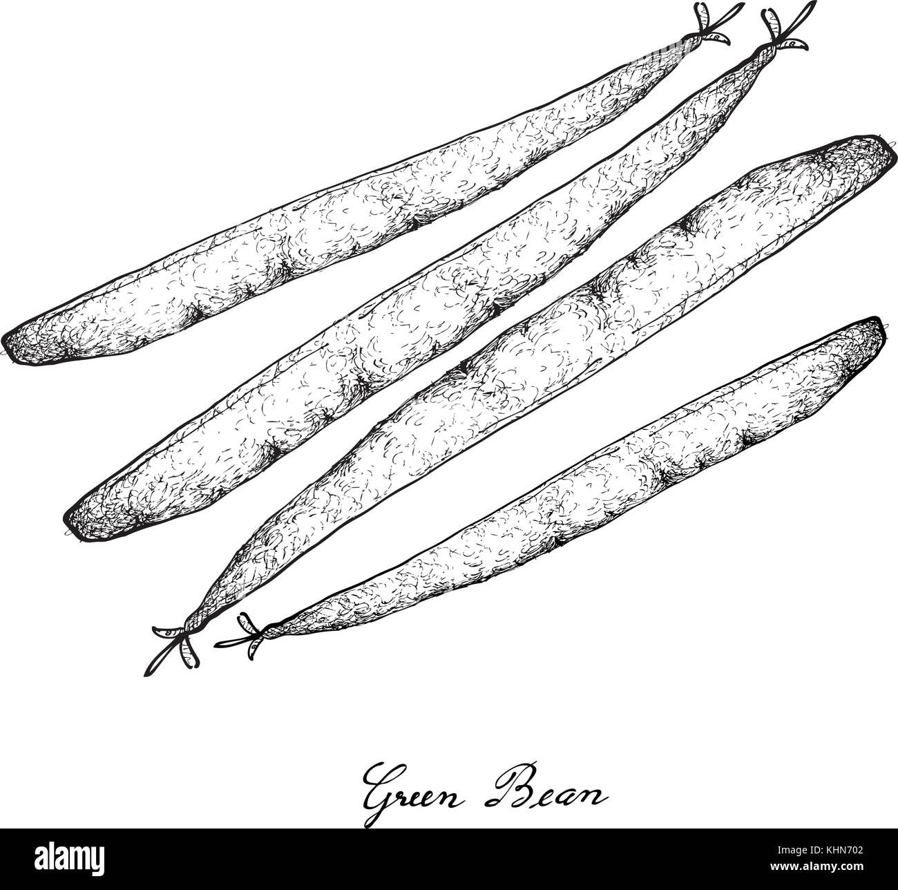 Vegetable, Illustration of Hand Drawn Sketch Fresh Green Beans or