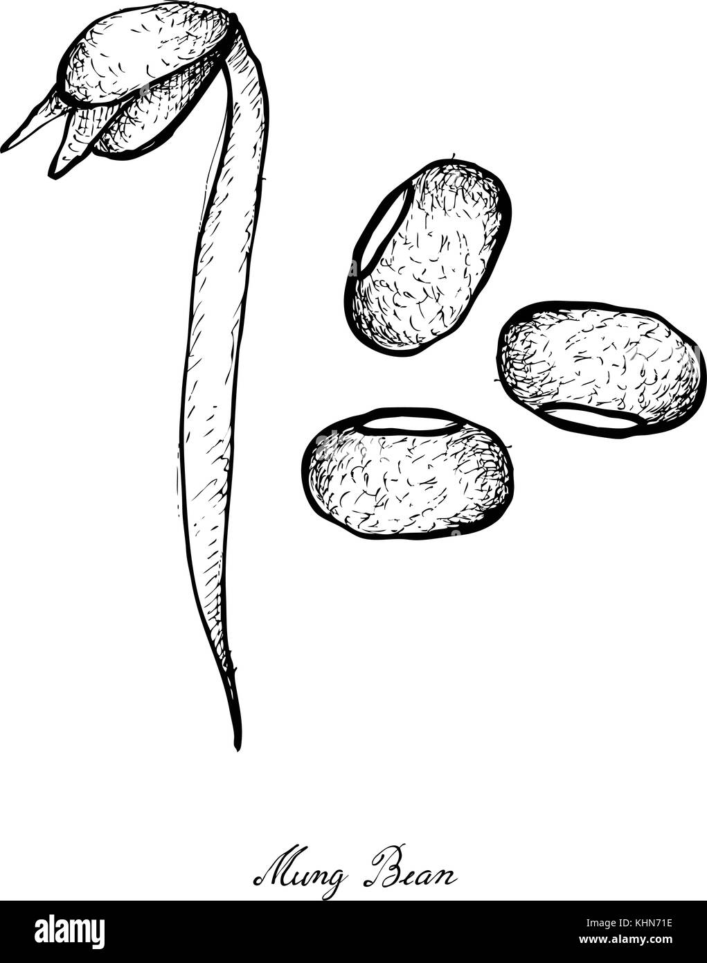 Moong bean pod hires stock photography and images Alamy