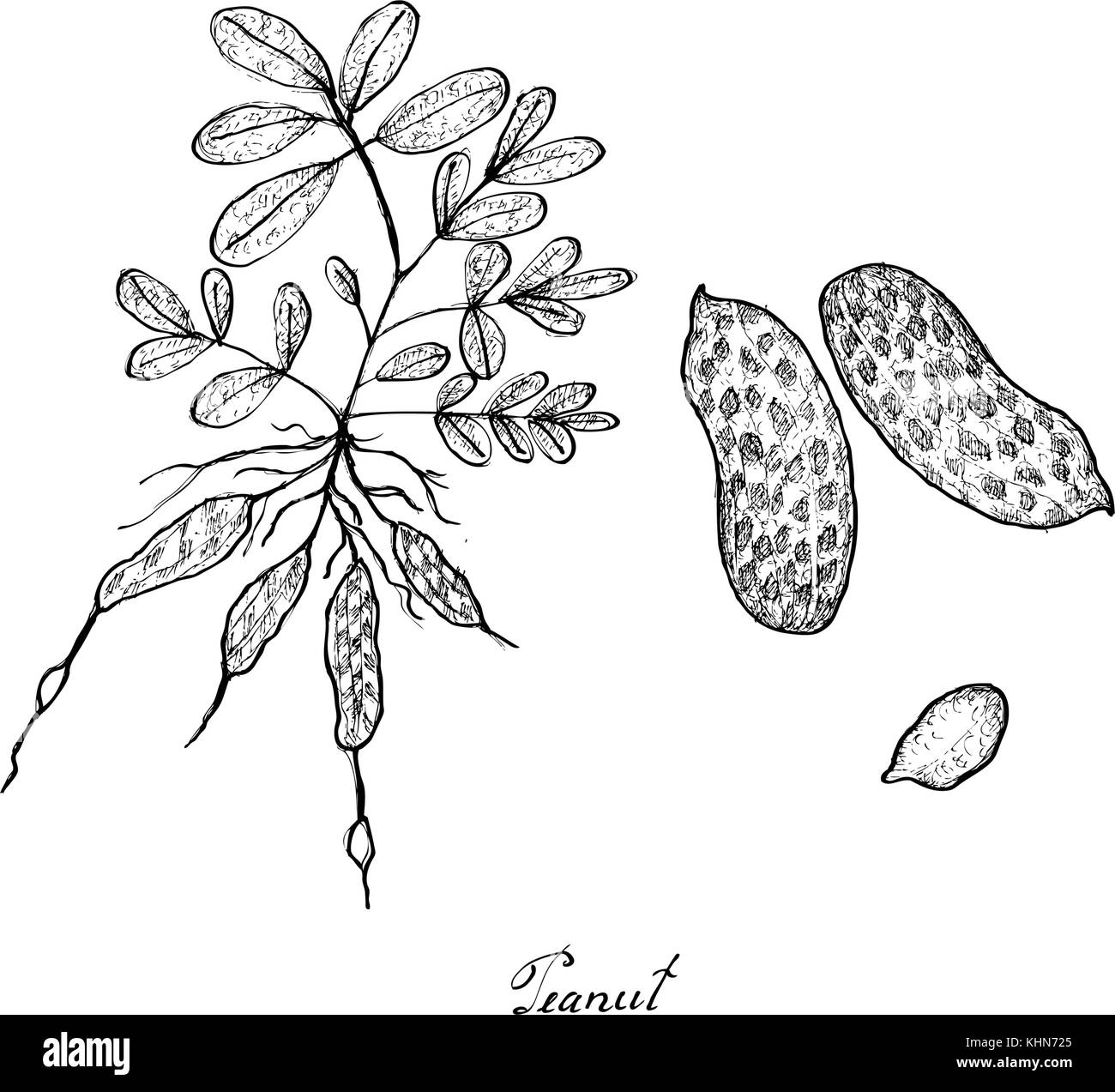 Groundnut isolated peanut peeled seeds sketch  Stock Illustration  61014035  PIXTA