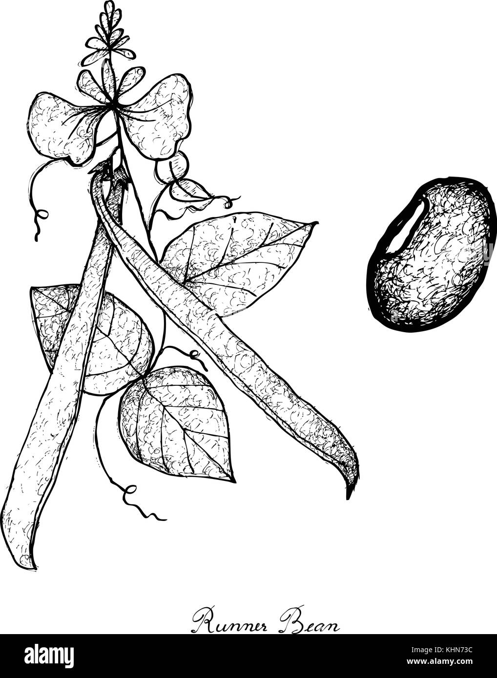 Lima bean Black and White Stock Photos & Images Alamy