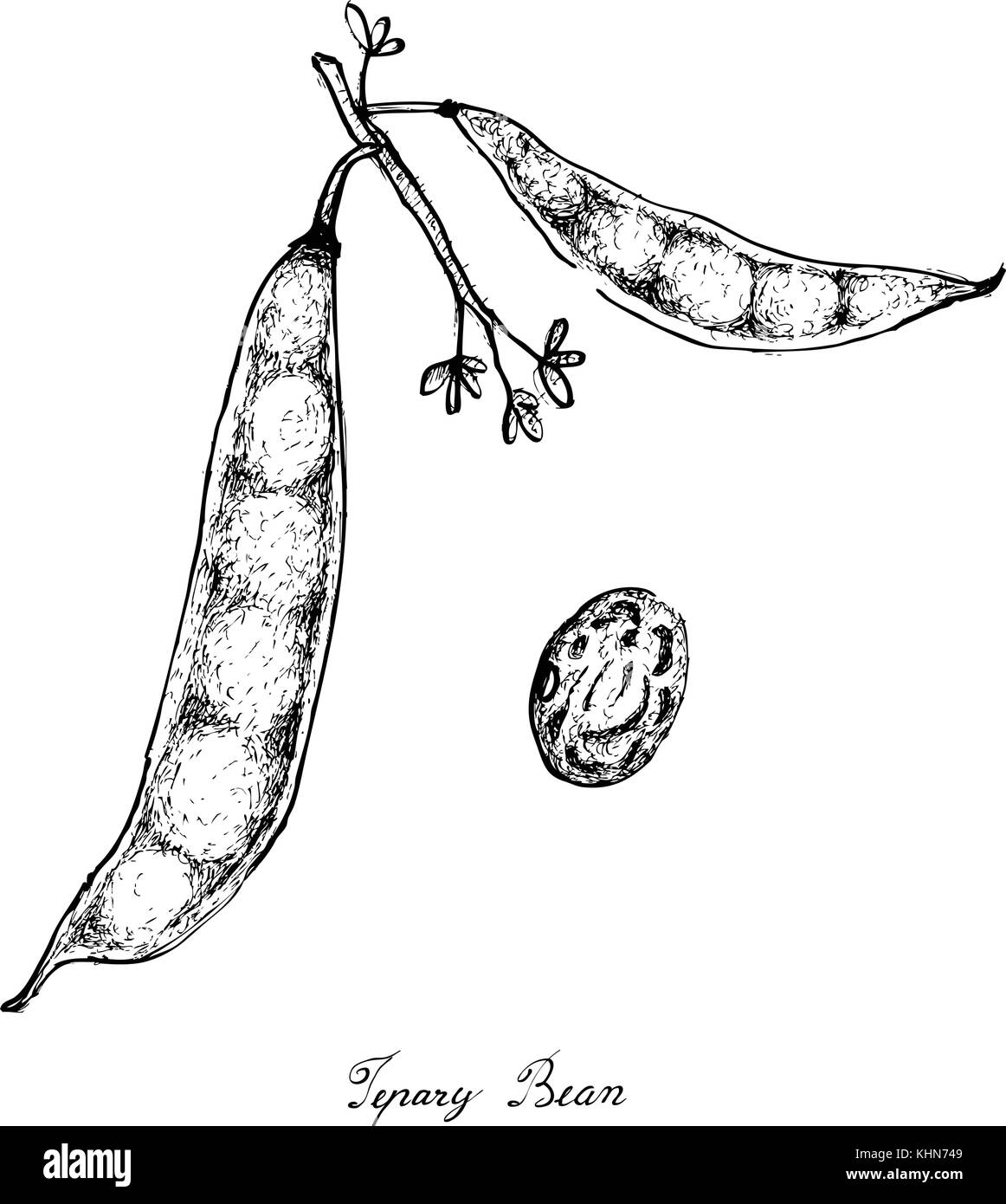 Phaseolus coccineus seed Stock Vector Images Alamy