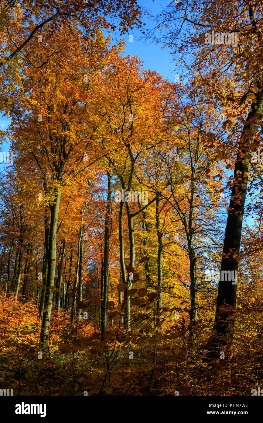Trees In Germany Common Beech (Fagus sylvatica) forest in Germany, Europe Stock Photo ...