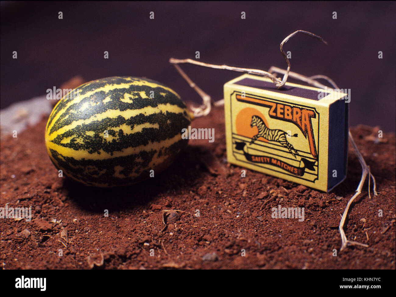 Mini watermelon from Madagascar and a match box for size comparison