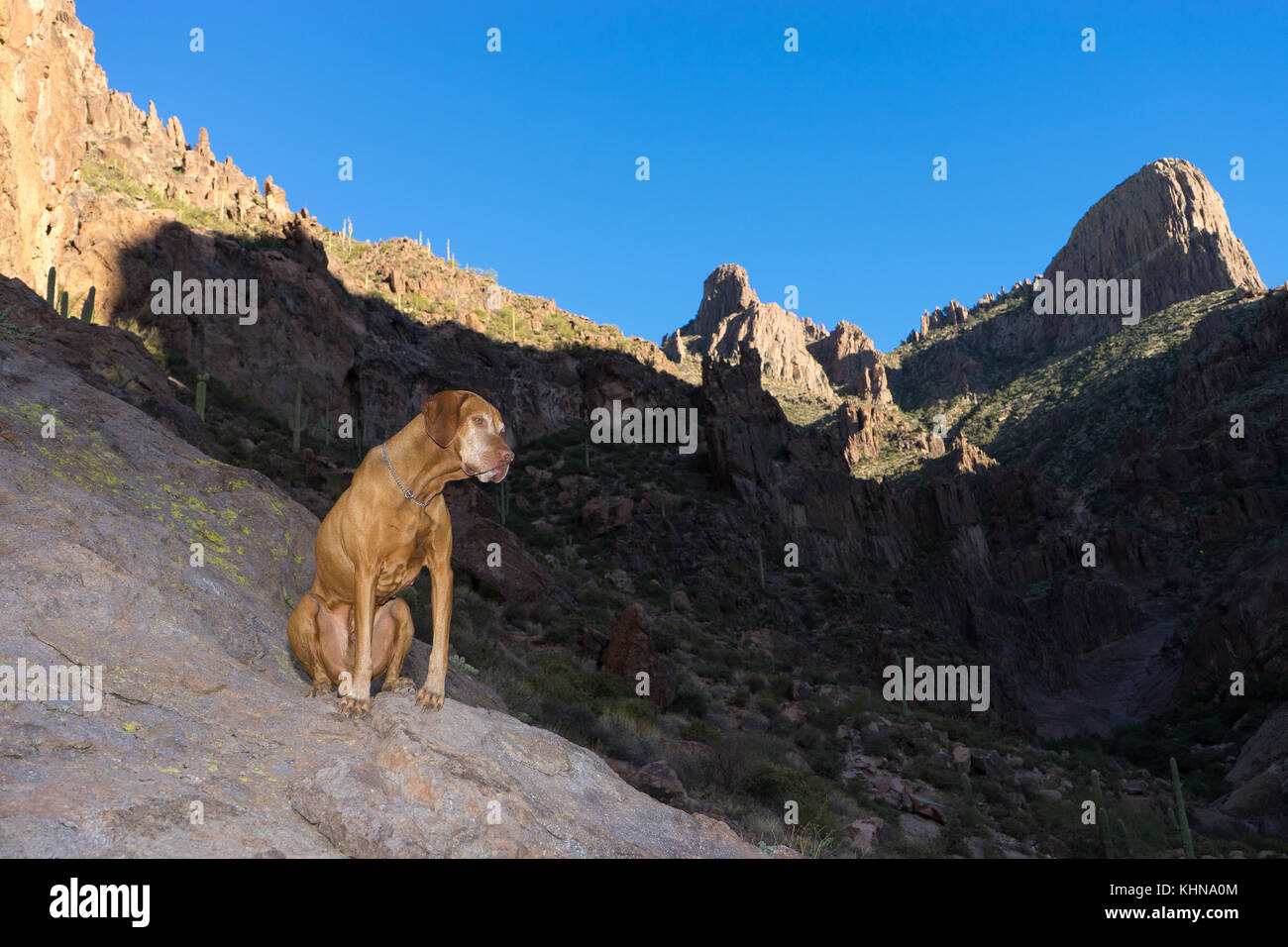vizsla dog on hike in the superstitious mountains arizona Stock Photo
