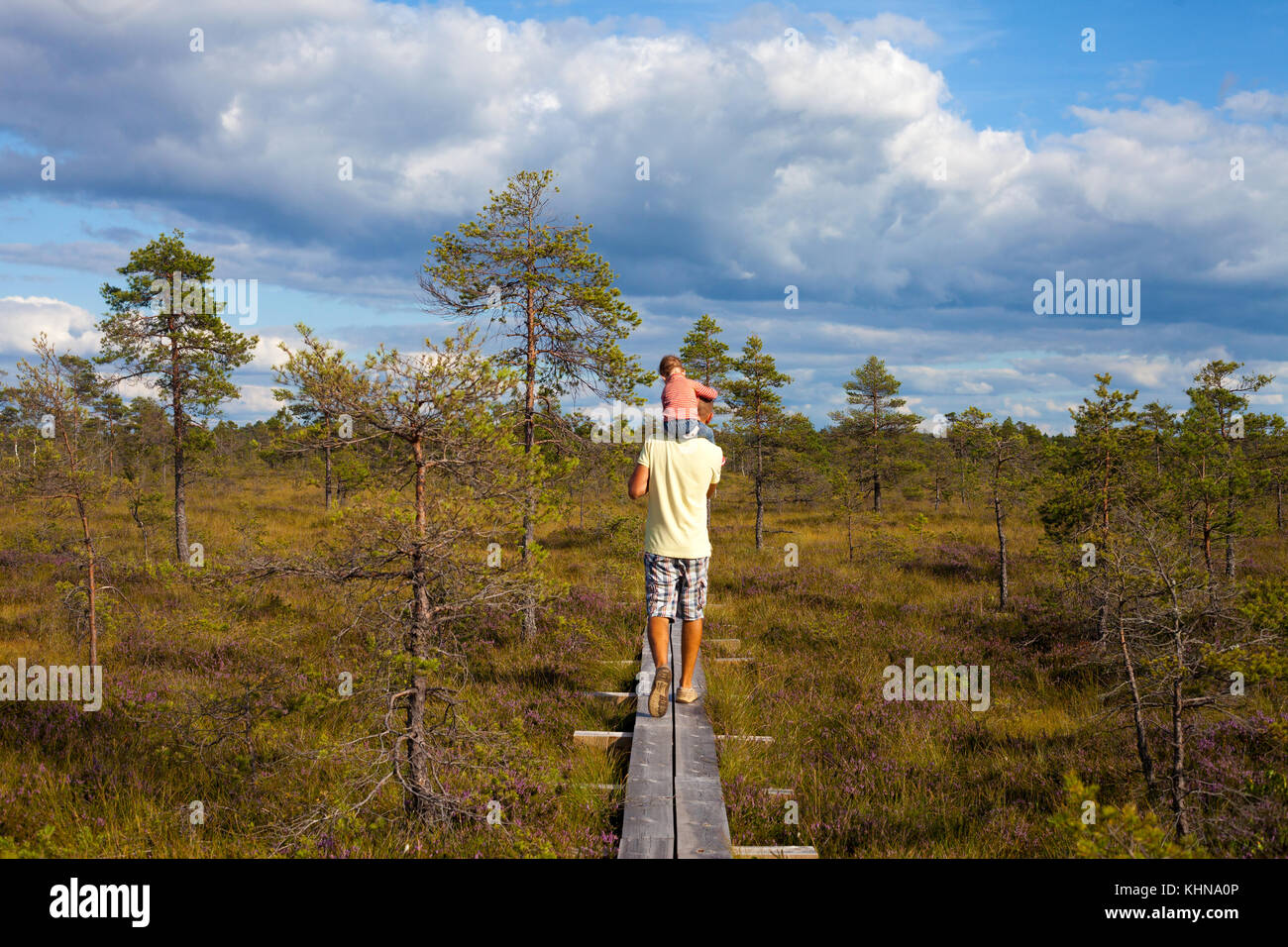 Toddler sitting on the father's shoulders while walking on amazing summer swamp landscape Stock Photo