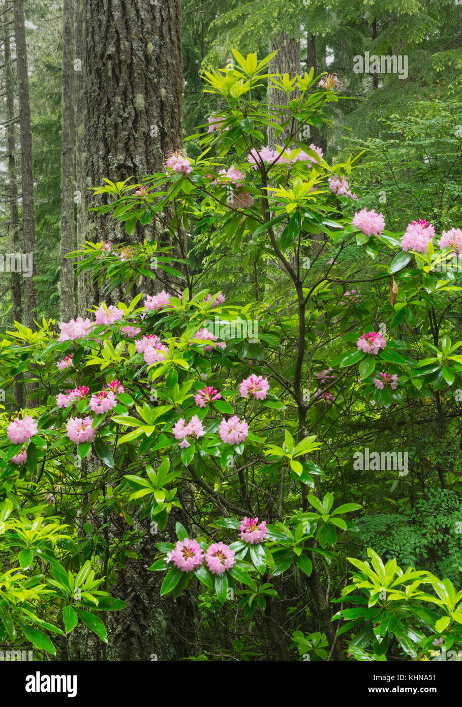 Pacific Rhododendron in bloom, (R. macrophyllum), wild, Mt. Walker, Washington Stock Photo