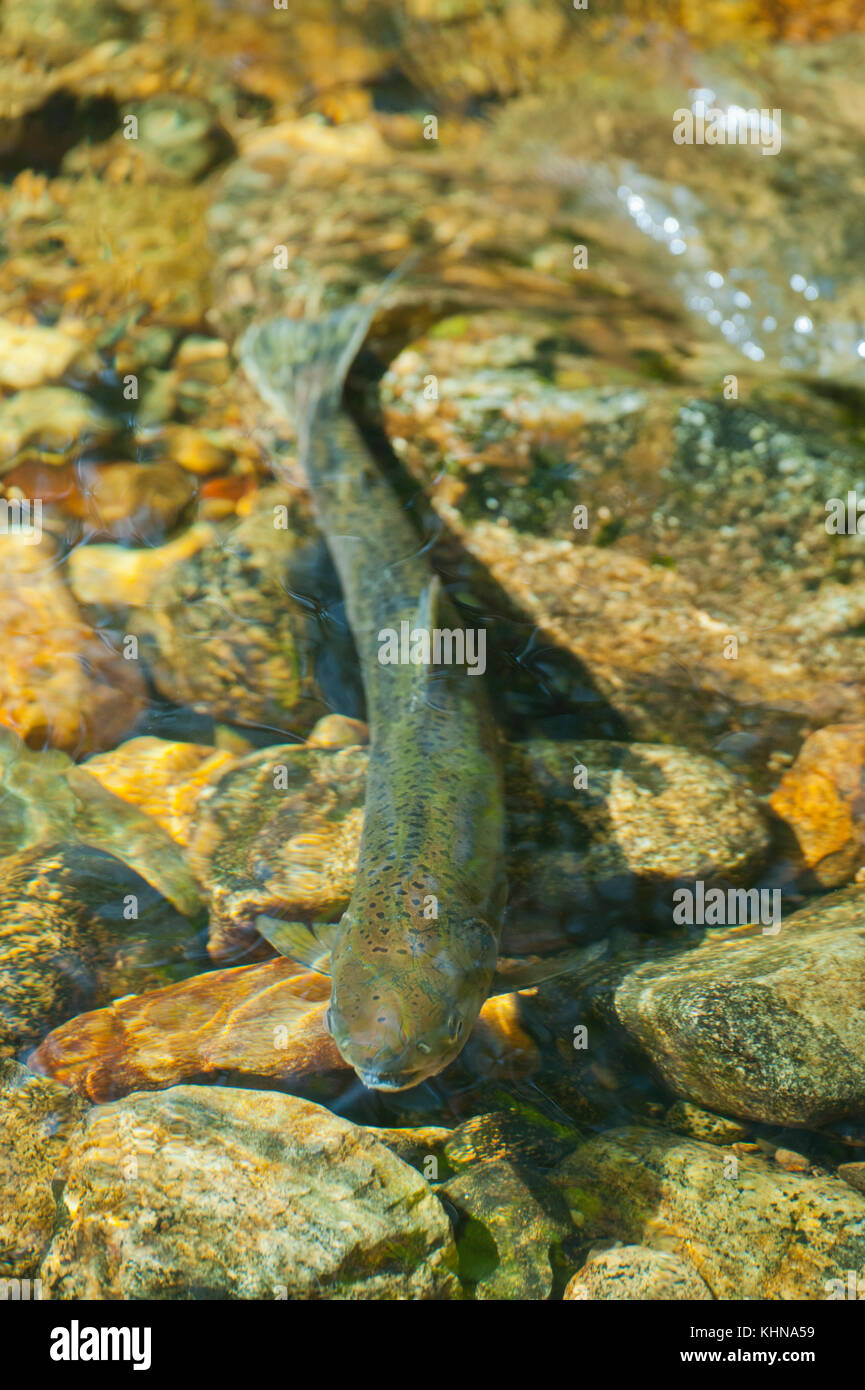 Pink Salmon migrating upstream in autumn. Great Bear Rainforest, BC, Canada Stock Photo
