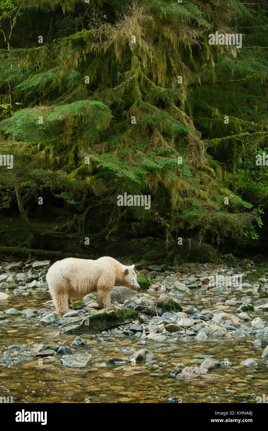 Kermode or 'Spirit' bear (Ursus americanus kermodei), White form of American Black Bear, Great Bear Rainforest, BC Canada Stock Photo
