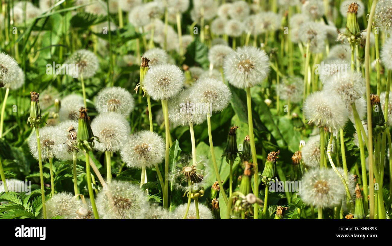 Dandelion plant stem light hi-res stock photography and images - Alamy