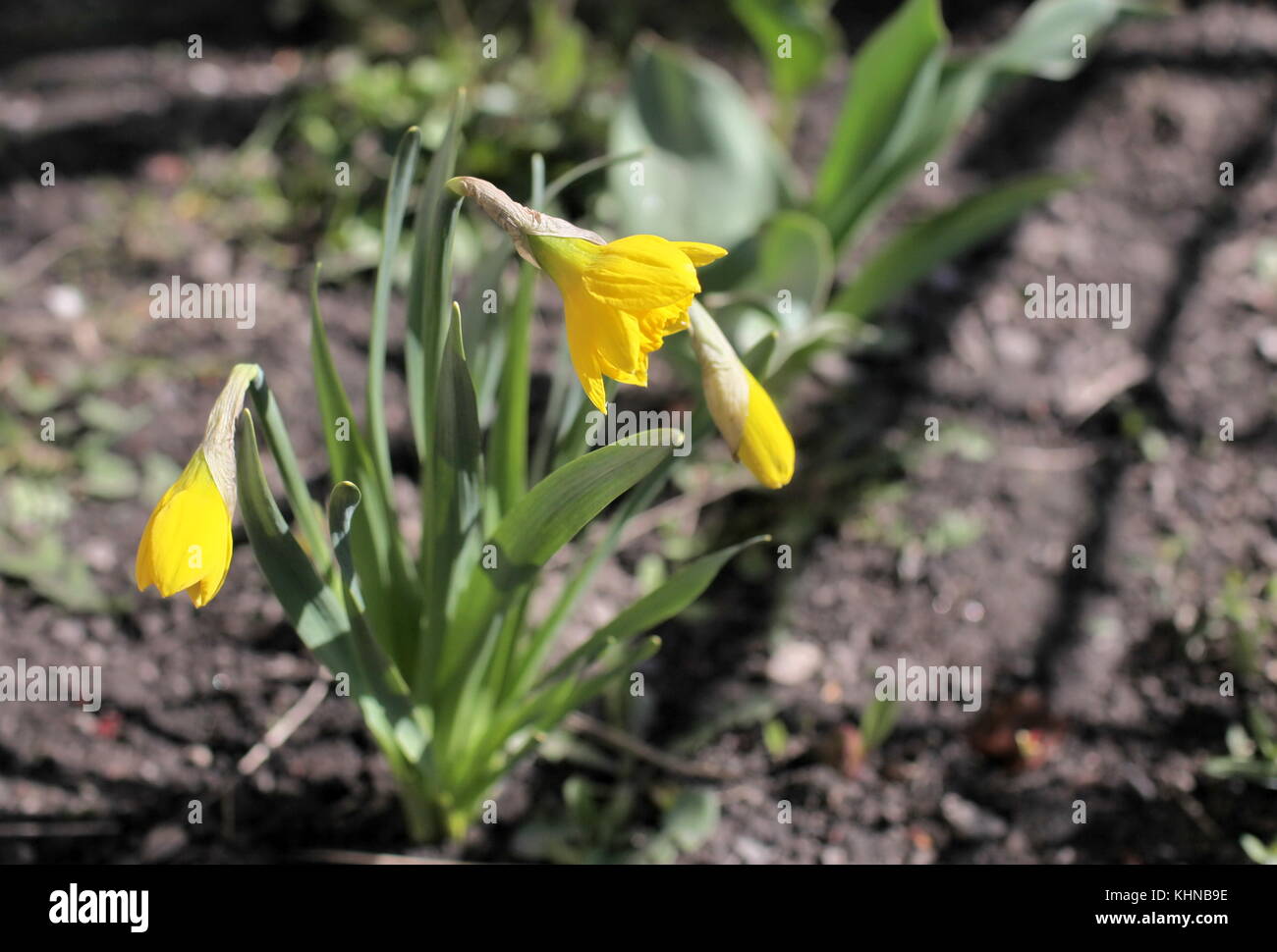 narcissus flower growing in the garden Stock Photo Alamy