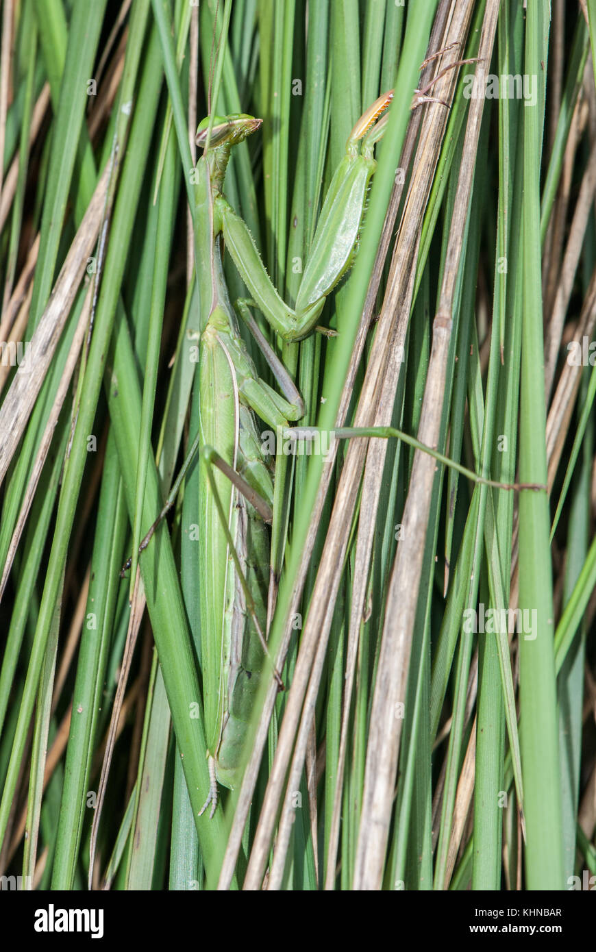 mantis (mantis religiosa) perfectly camouflaged in a field of cereals, Catalonia Stock Photo