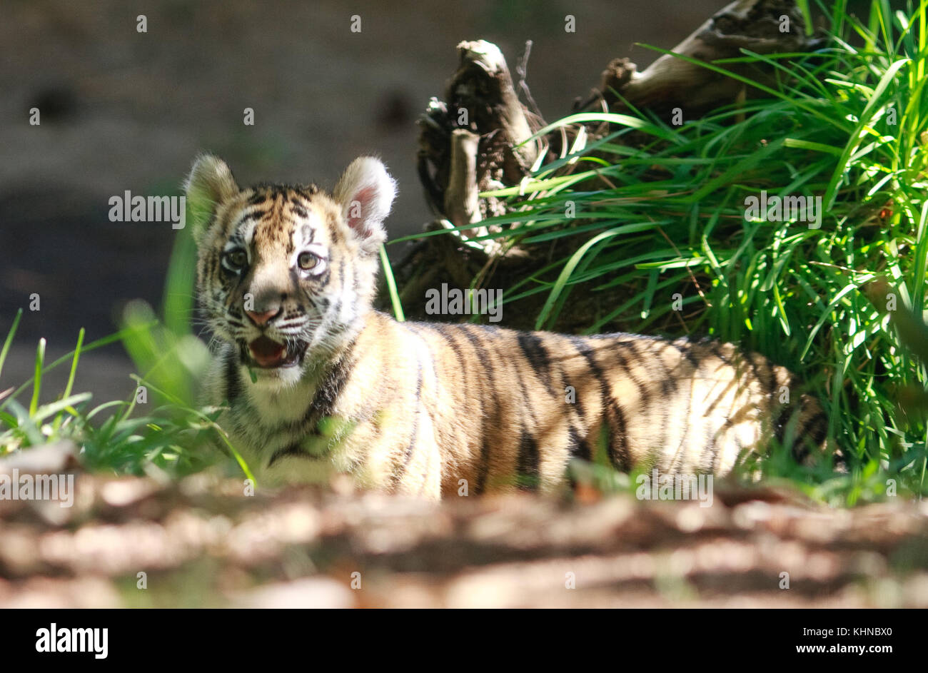 A recently rescued baby tiger plays with stuffed animals at the San Diego Zoo Safari Park. The cub was un-successfully smuggled across the Otay Mesa border between Mexico and the United States. US Customs agents worked with the Safari Park to find a home for the quickly growing cub.  Featuring: Tiger Cub Where: San Diego, California, United States When: 15 Oct 2017 Credit: Tony Forte/WENN Stock Photo