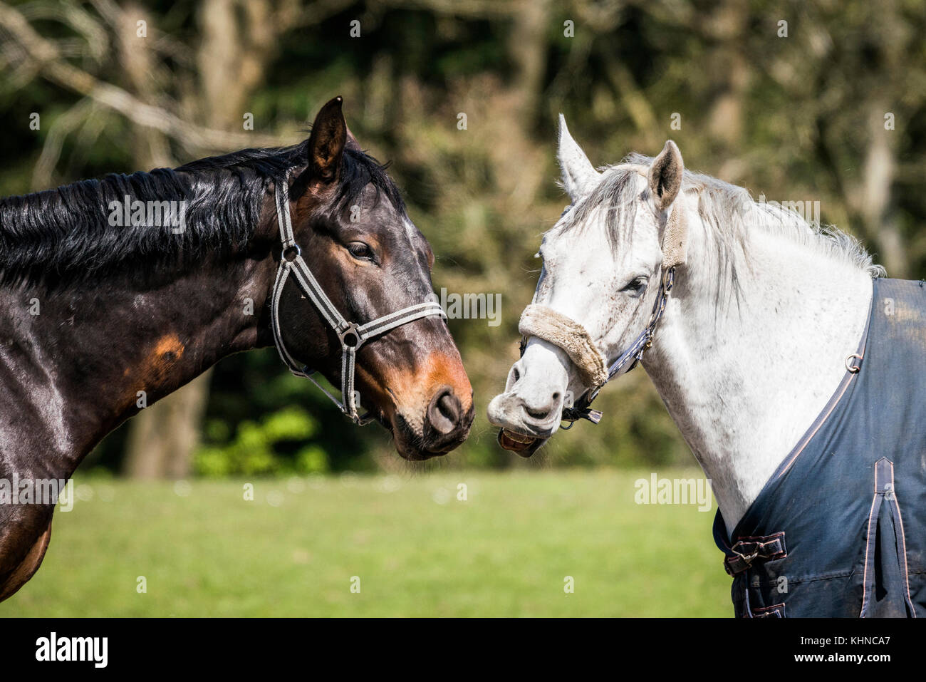 Brown and white horses standing close head to head on a green countryside field Stock Photo