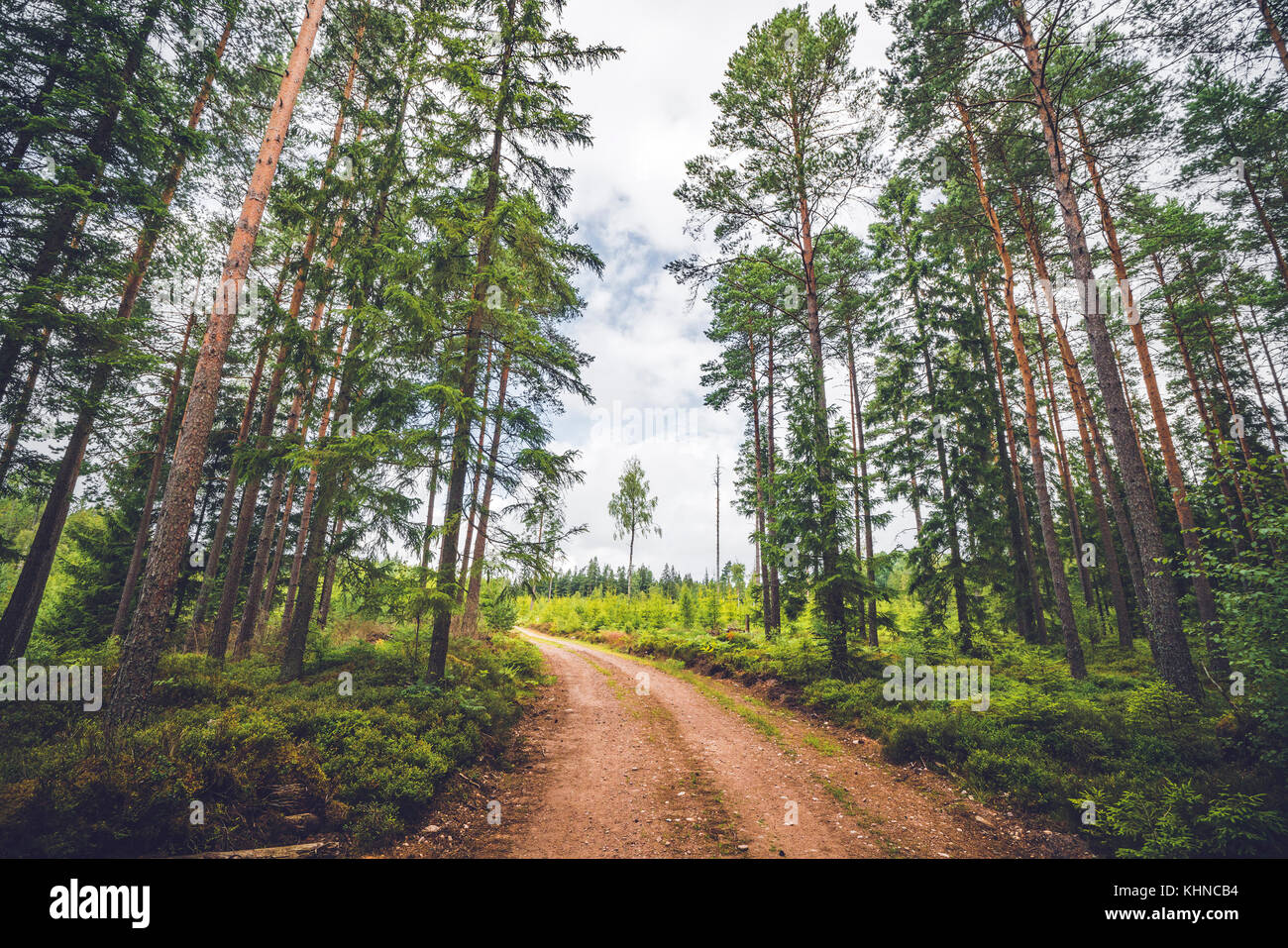 Dirt road running through a pine tree forest in the summer with tall ...