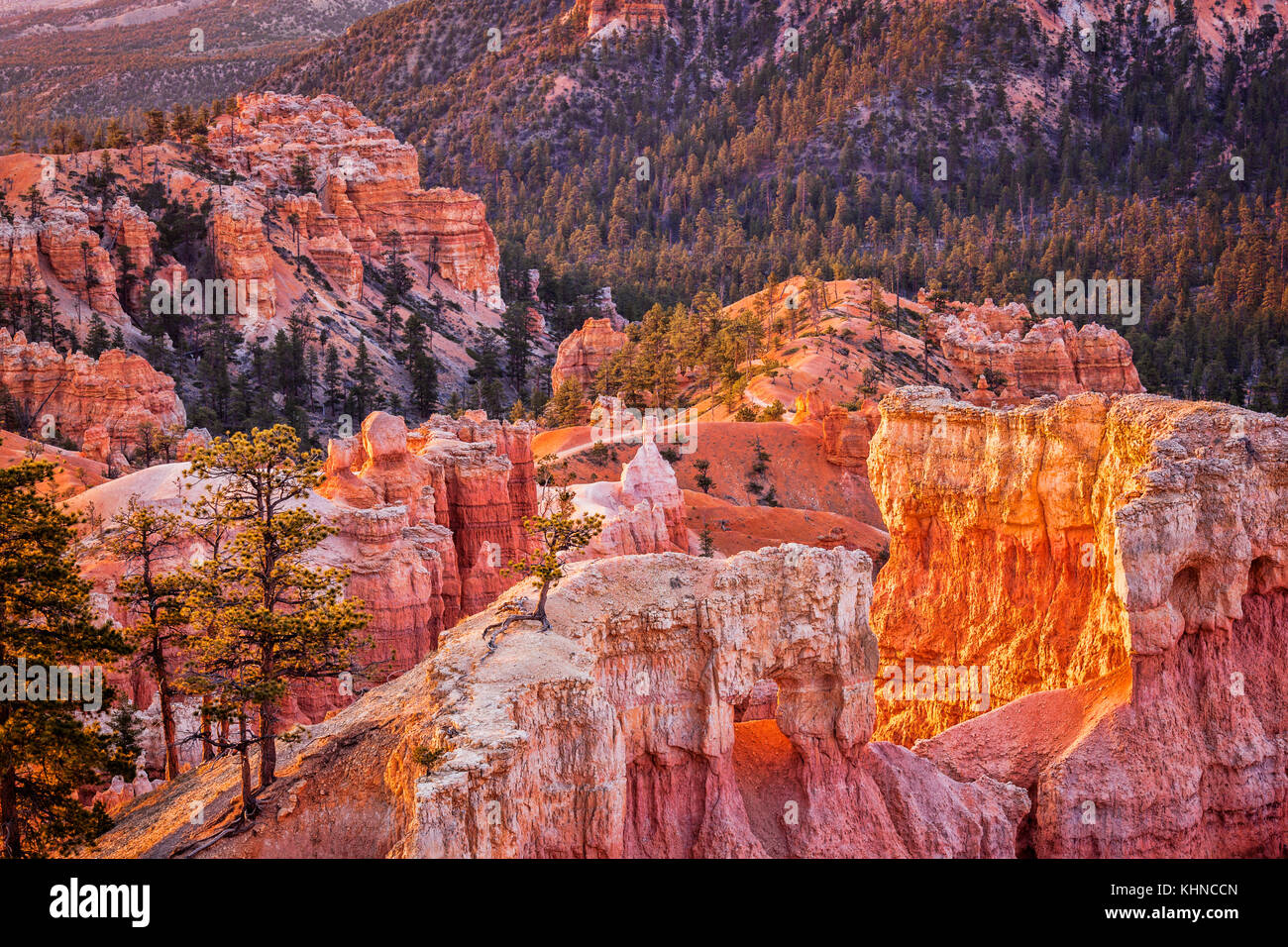 Bryce Canyon from the Fairyland Trail at first light. Stock Photo