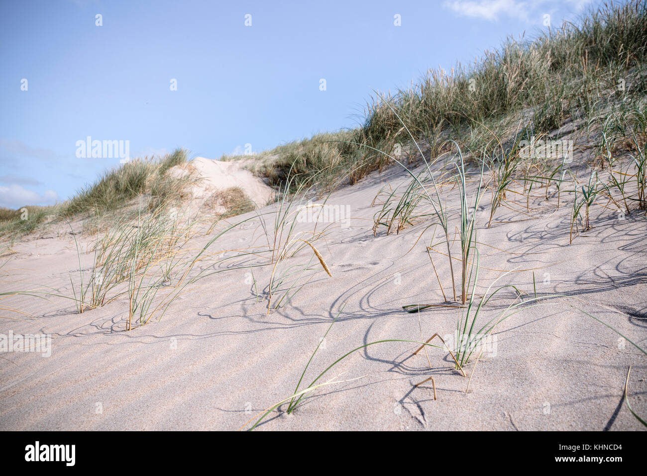 Strandgras Sand ryegrass hi-res stock photography and images - Alamy