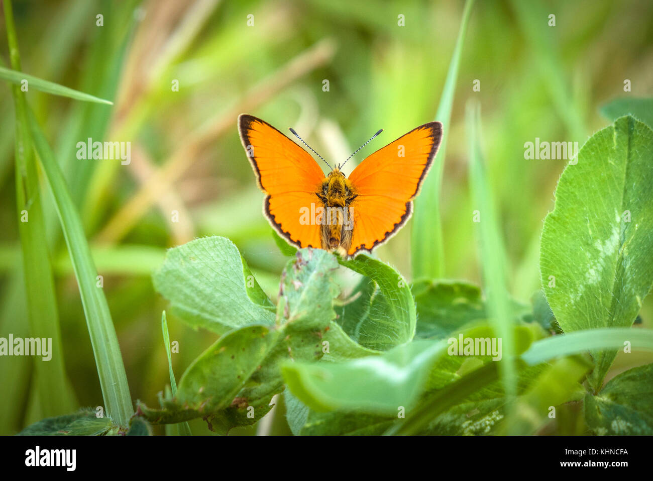 Orange Scarce Copper butterfly (Lycaena virgaureae), sitting on a green leaf on a meadow in the summer with spread wings Stock Photo