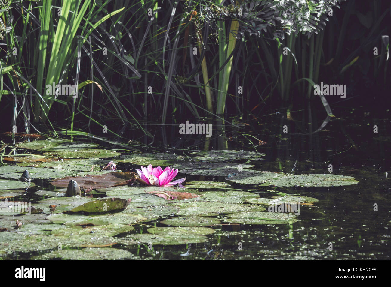 Pink water lily in a small pond with green algae and tall rushes Stock Photo