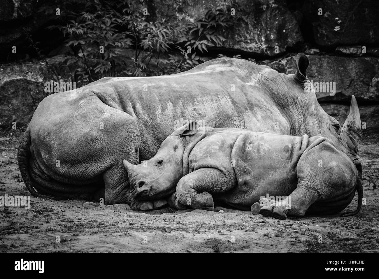 Rhino calf sleeping up against the mother in black and white colors Stock Photo