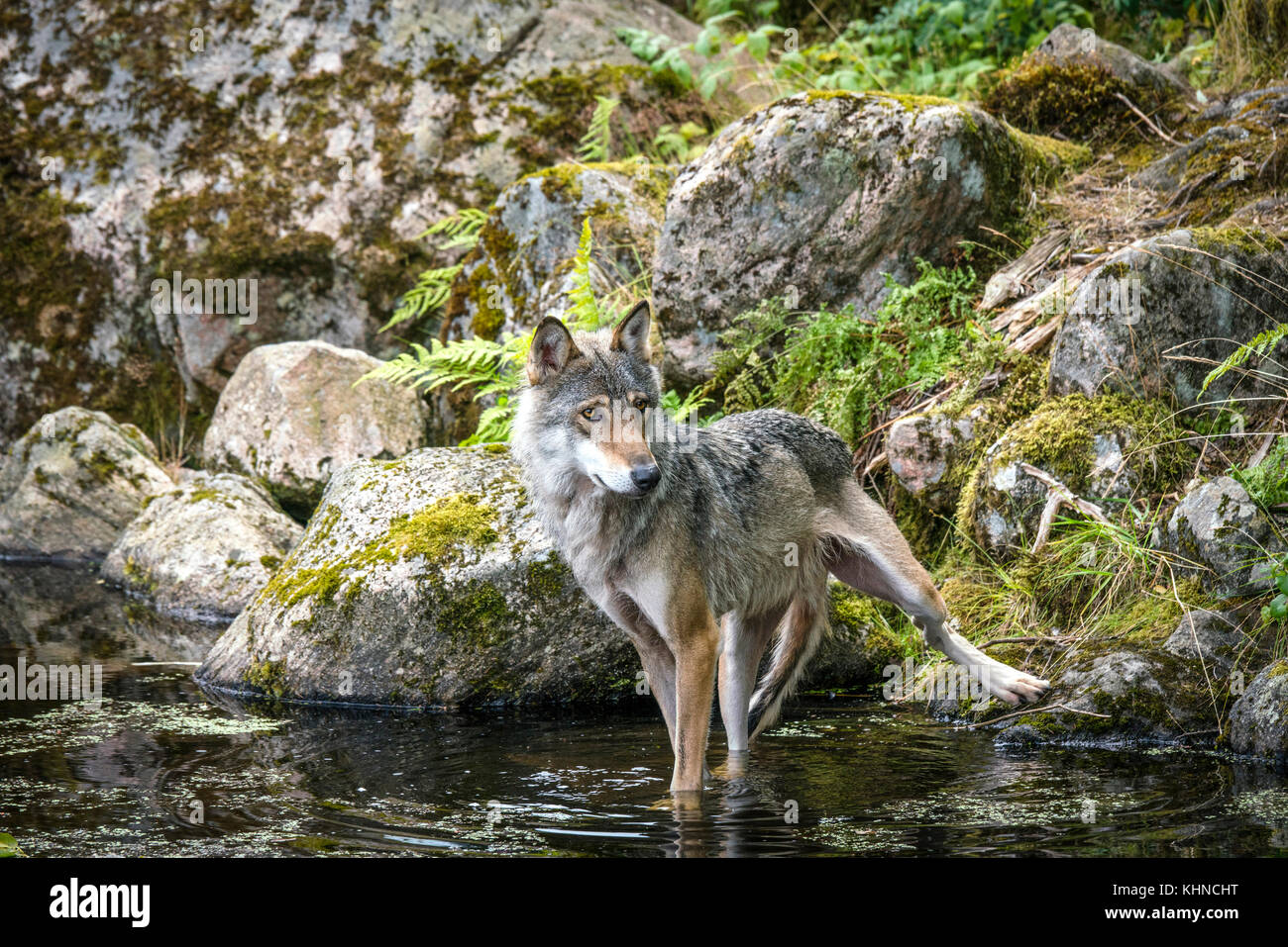 Grey wolf in a river with rocks in the background looking hungry and ...