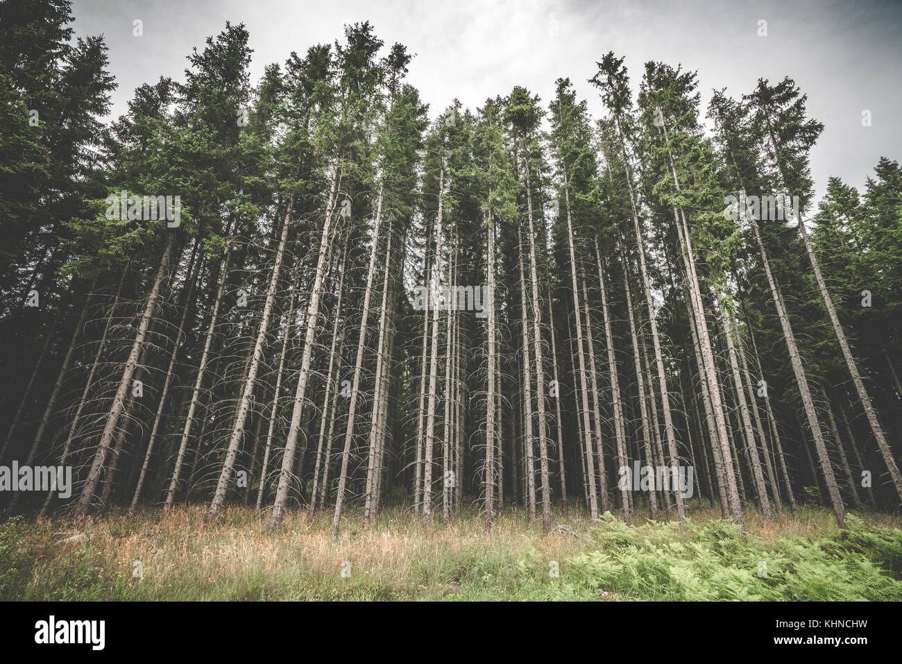 Tall pine tree forest with spooky withered branches in the dark woods in cloudy weather Stock Photo