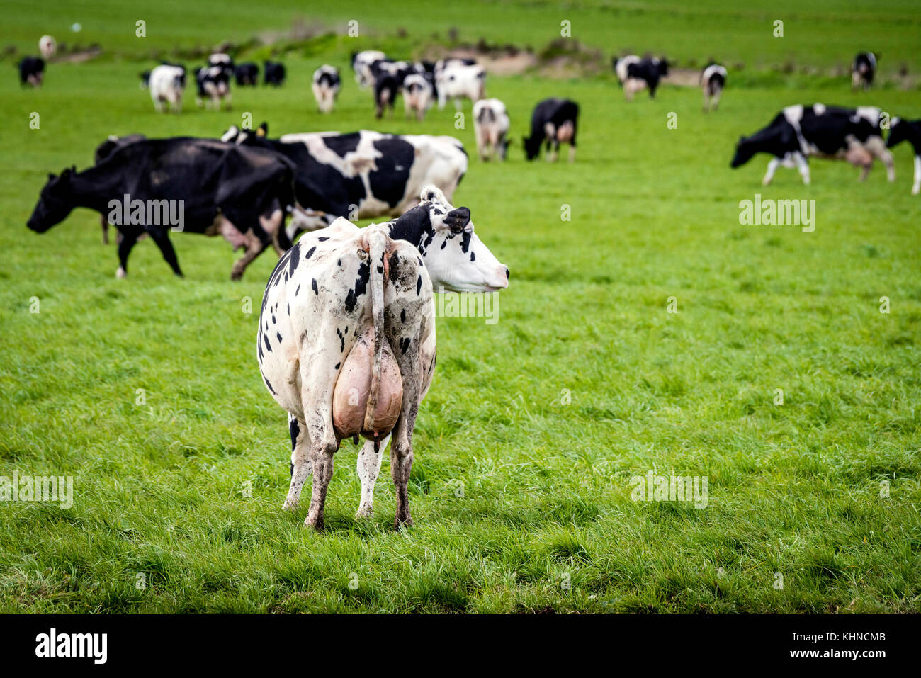White cow with black spots looking to the right on a green field in a ...