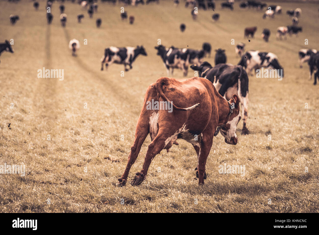 Hereford calf running and jumping on a rural field with black and white cows in the spring Stock Photo