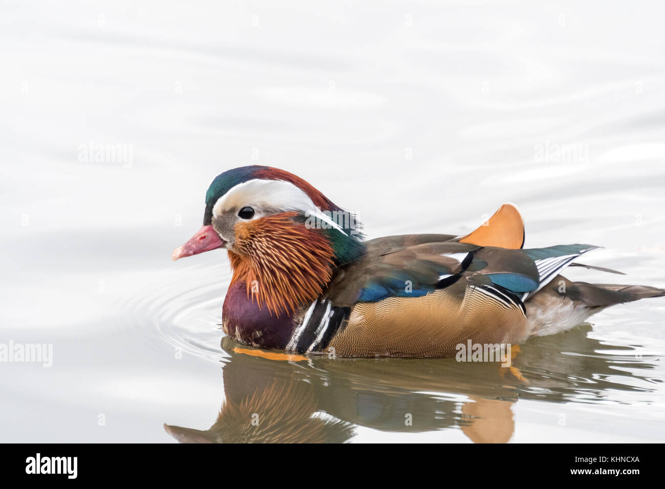 Mandarin duck at Connaught Water Stock Photo - Alamy