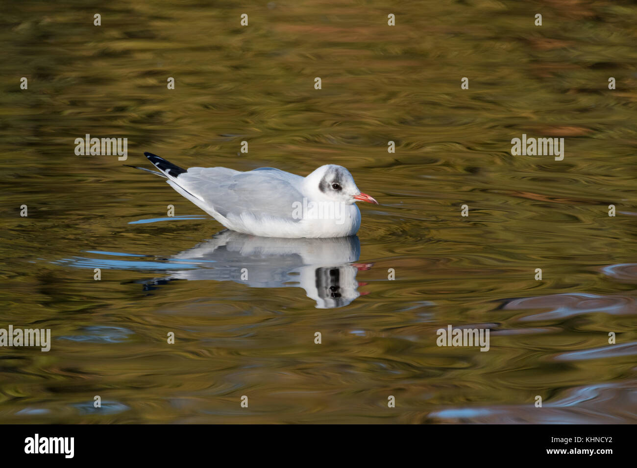 Seagull floating on water Wanstead Park Stock Photo