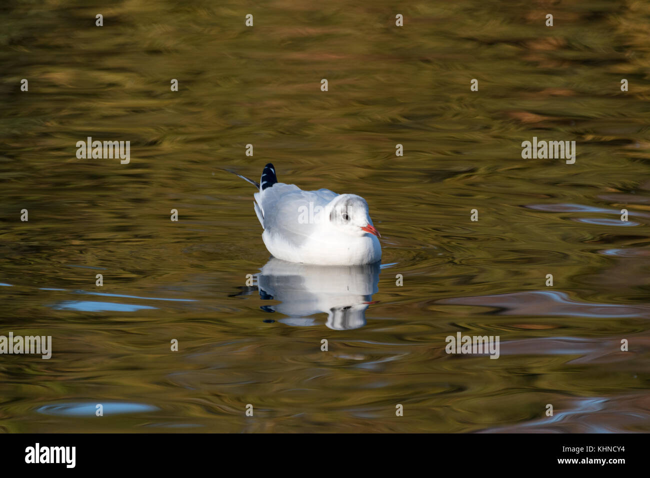Seagull floating on water Wanstead Park Stock Photo