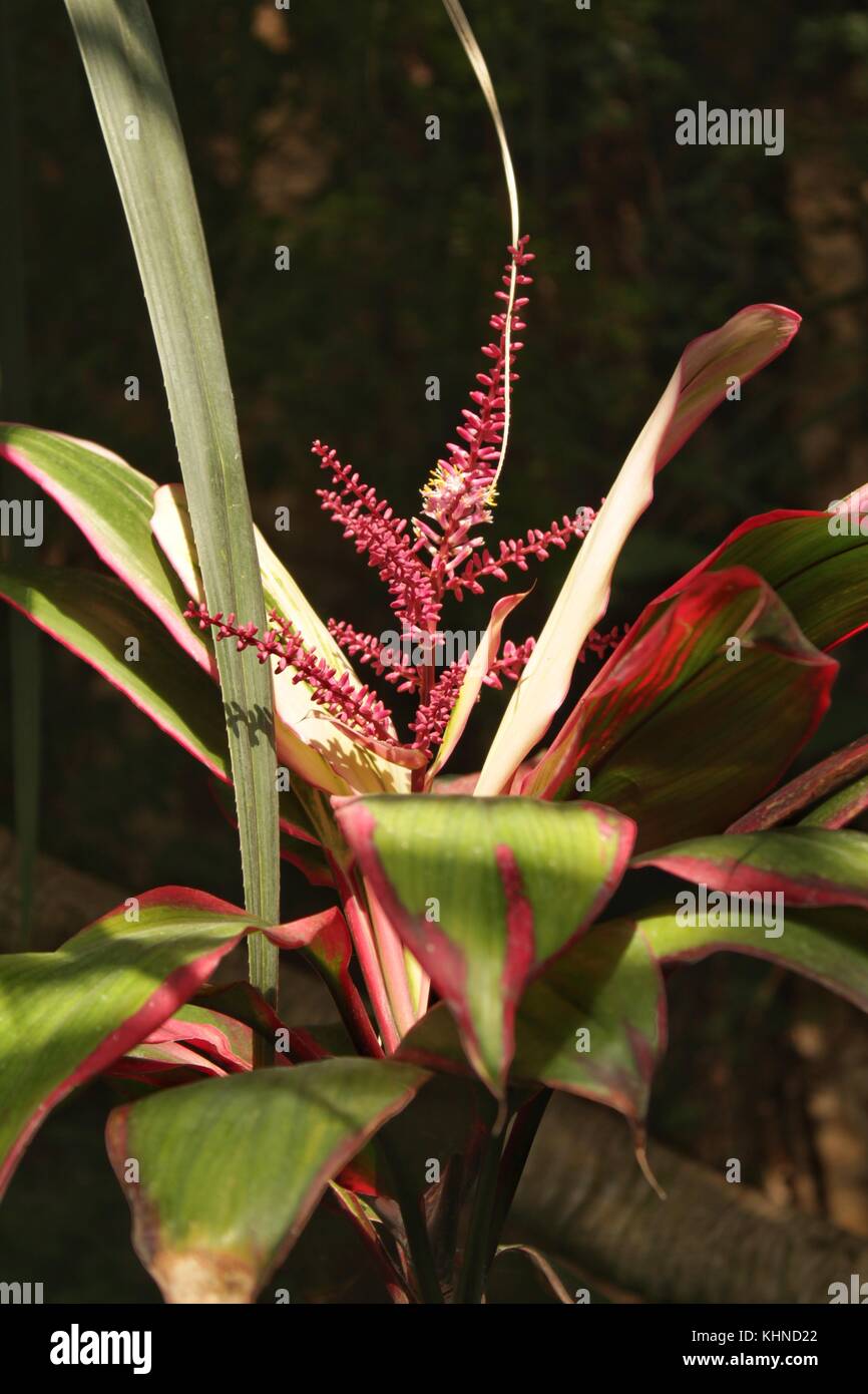 Bromeliaceae plant in the garden Stock Photo