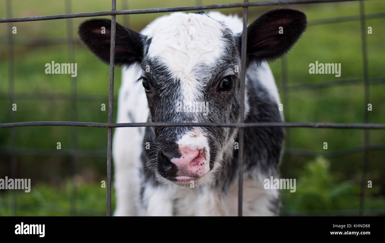 young calf behind fence in green pastureland Stock Photo