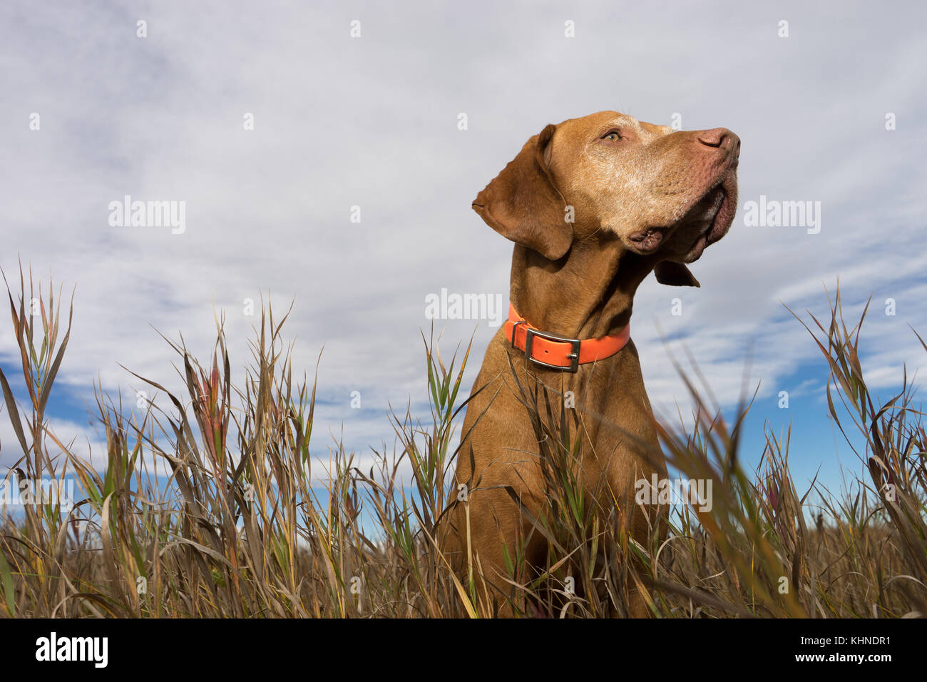 golden colour pointer dog seen from below at grass level Stock
