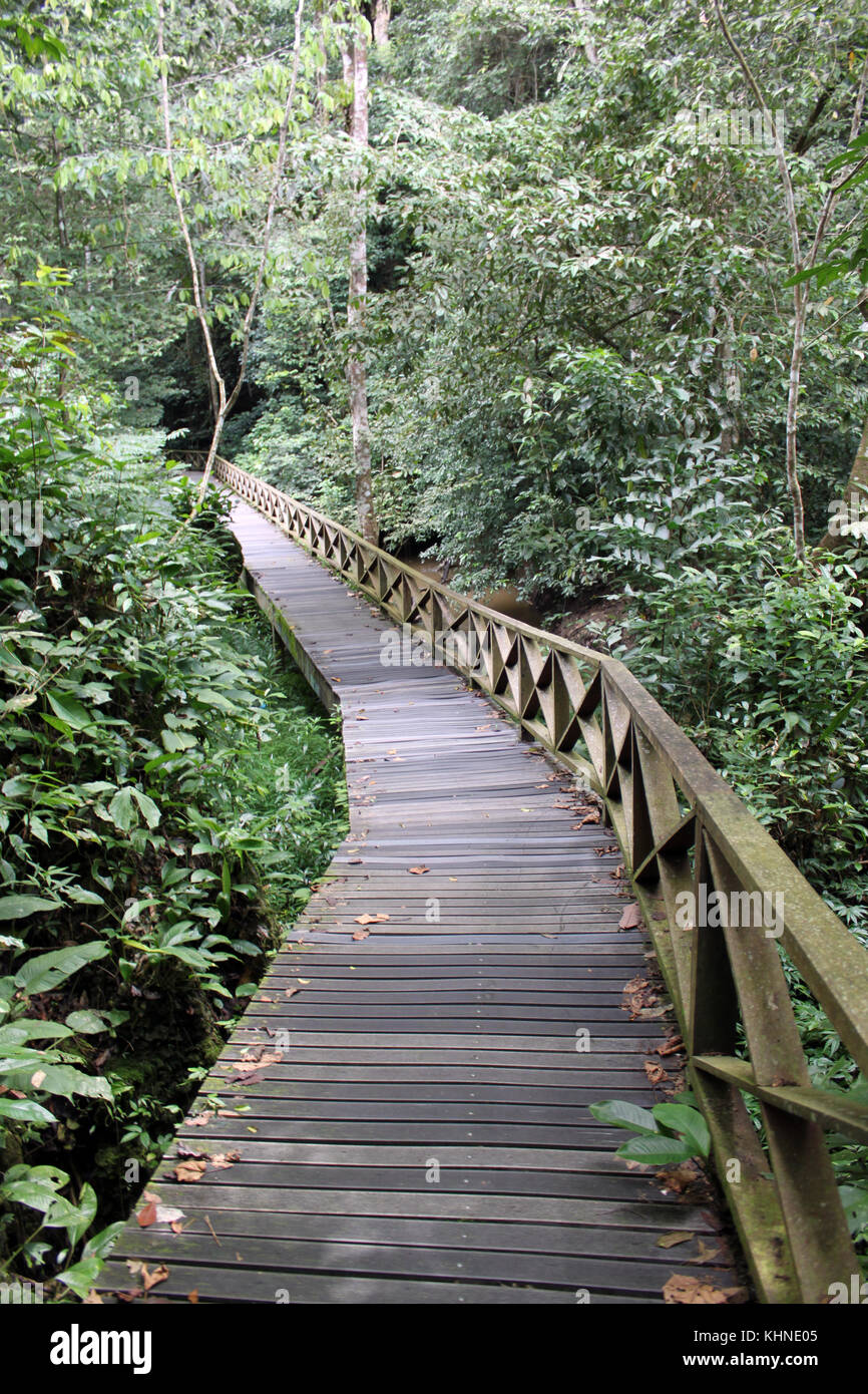 Wooden footpath frough the forest in Niah national park in Borneo, Malaysia Stock Photo