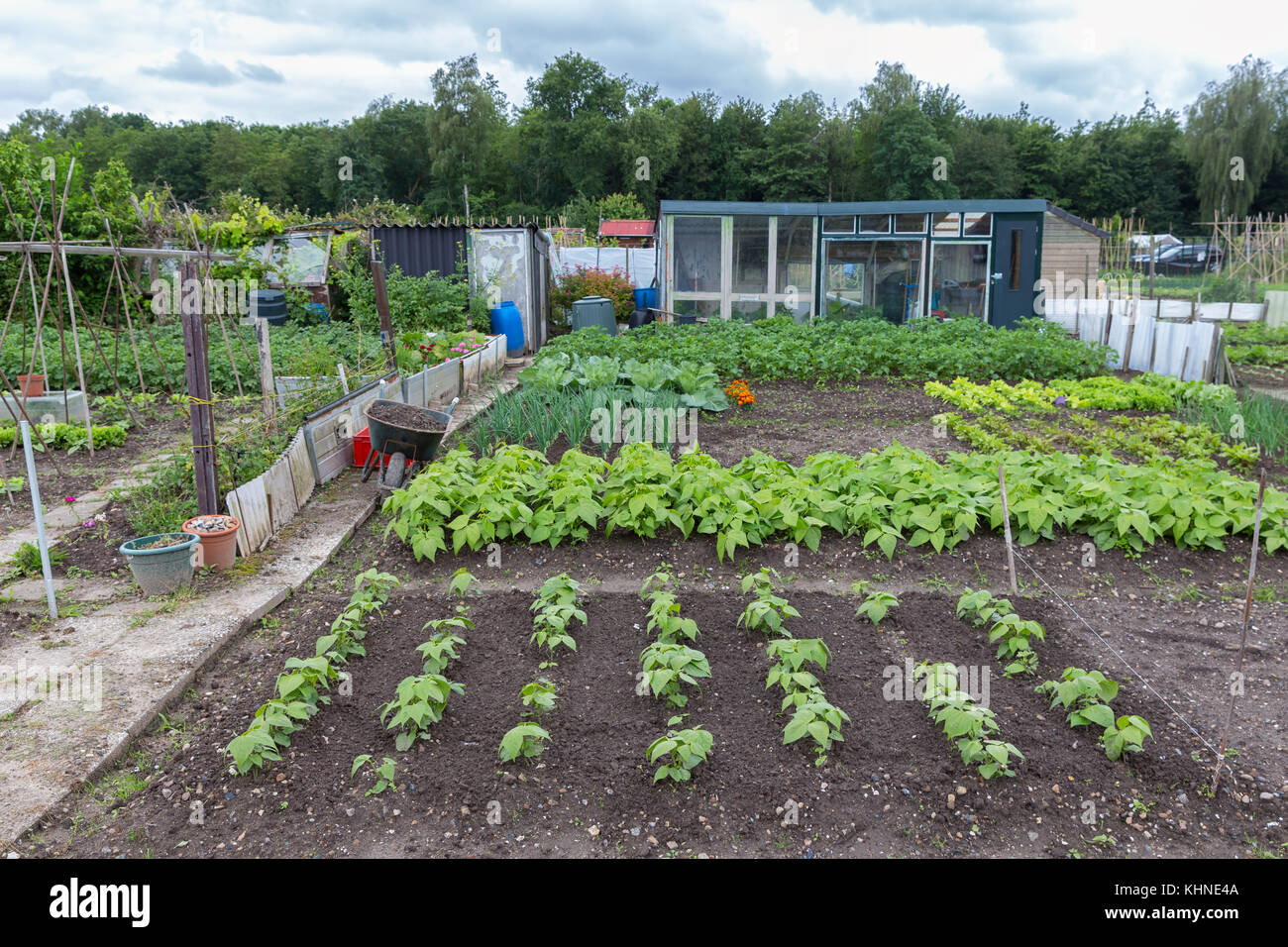 Allotment garden in spring with potatoes and onions Stock Photo Alamy