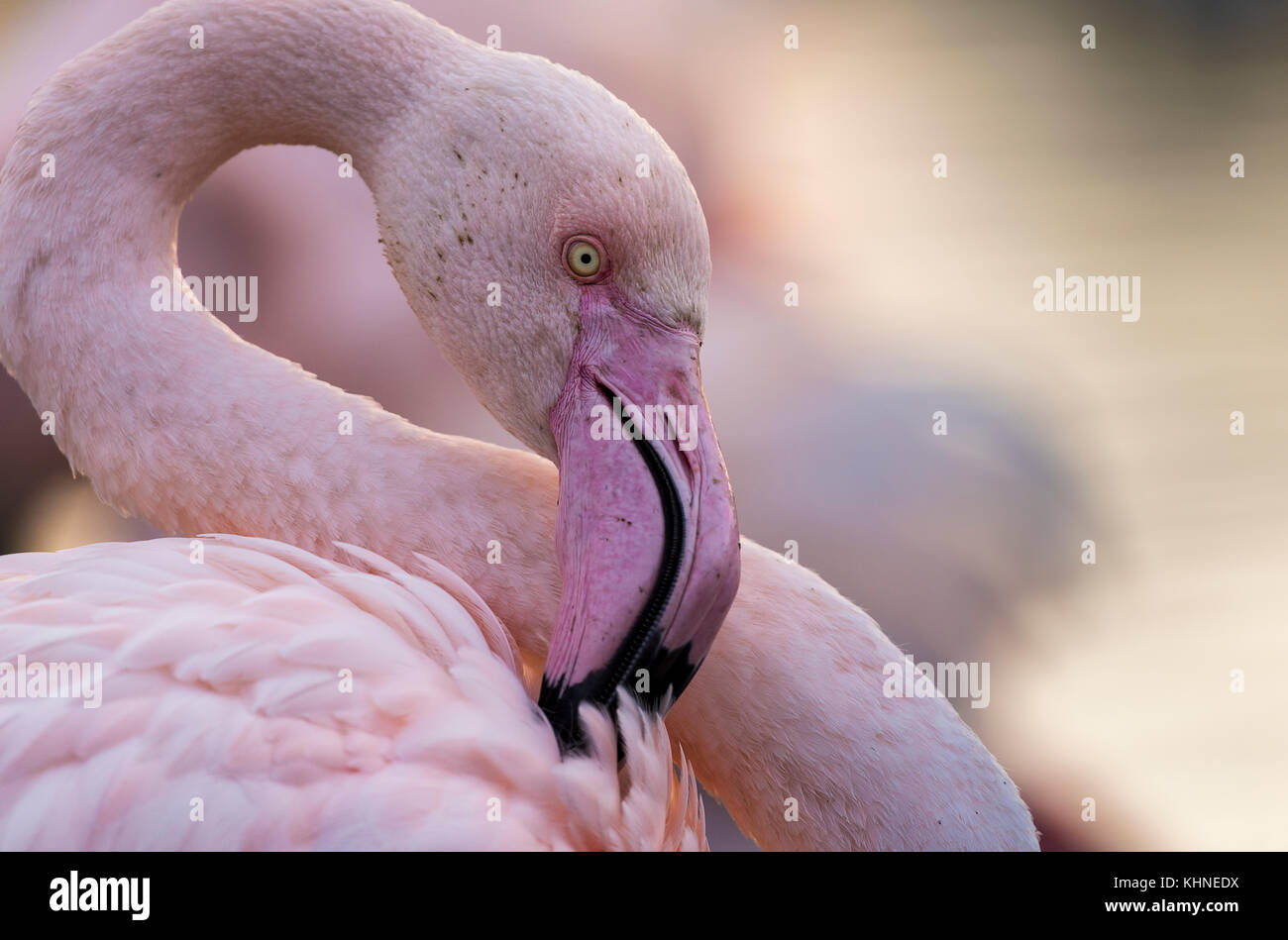 Greater Flamingos Stock Photo